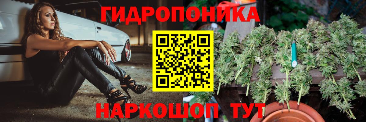 Конопля планчик  Марихуана сатива  Каннабис Amnesia  Истра 